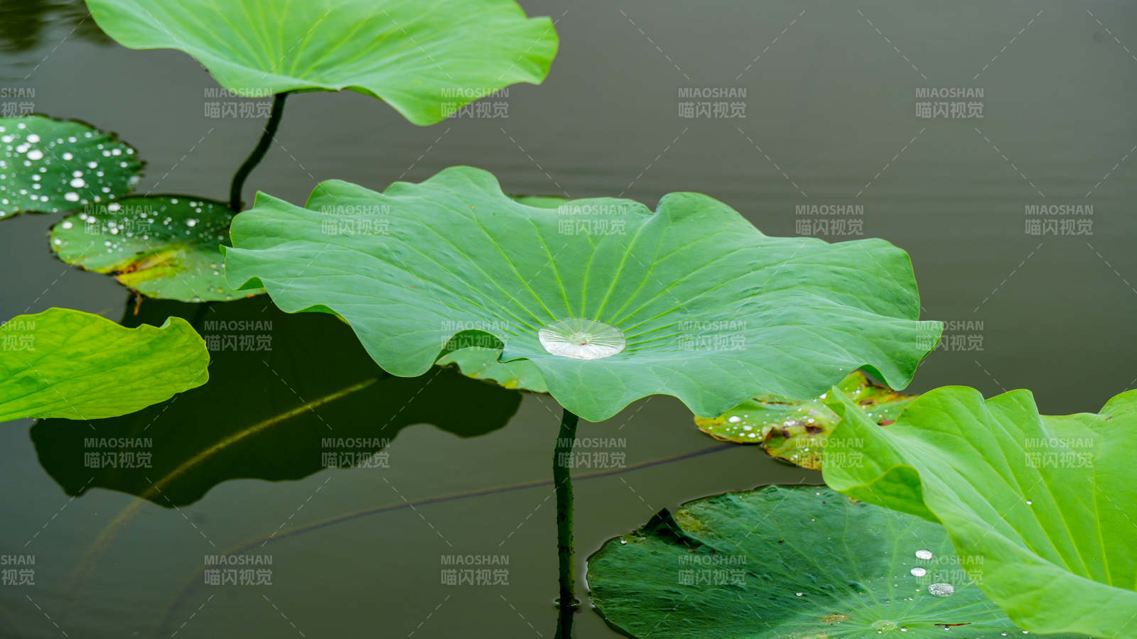 荷葉上的水珠