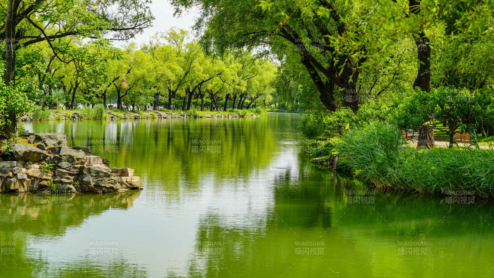 綠樹成蔭 湖水靜謐