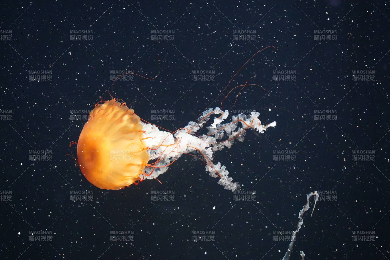 深海中的橙色水母