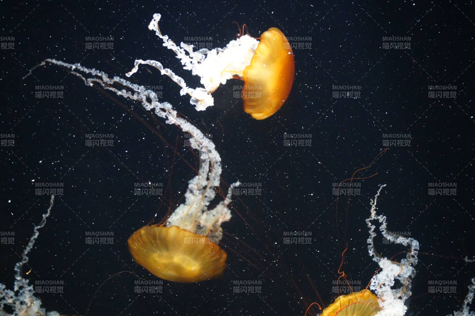 水母在黑暗中漂浮