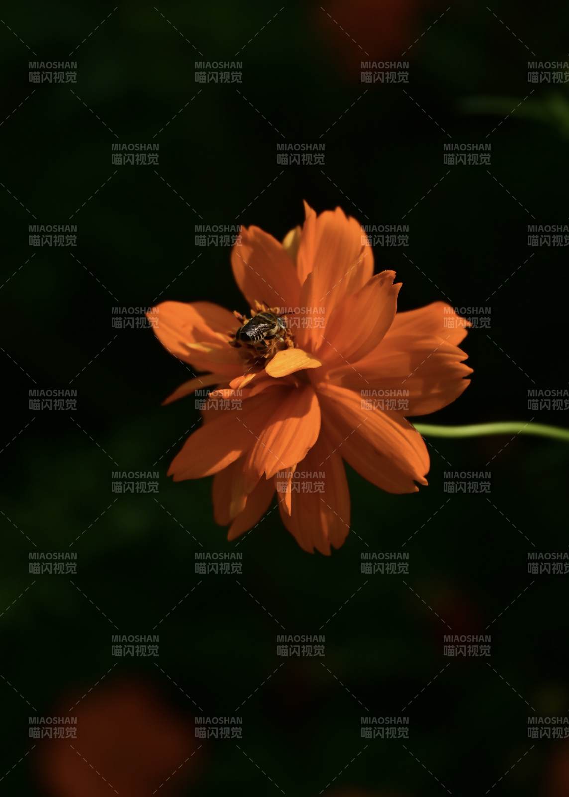 蜜蜂采蜜橙花間