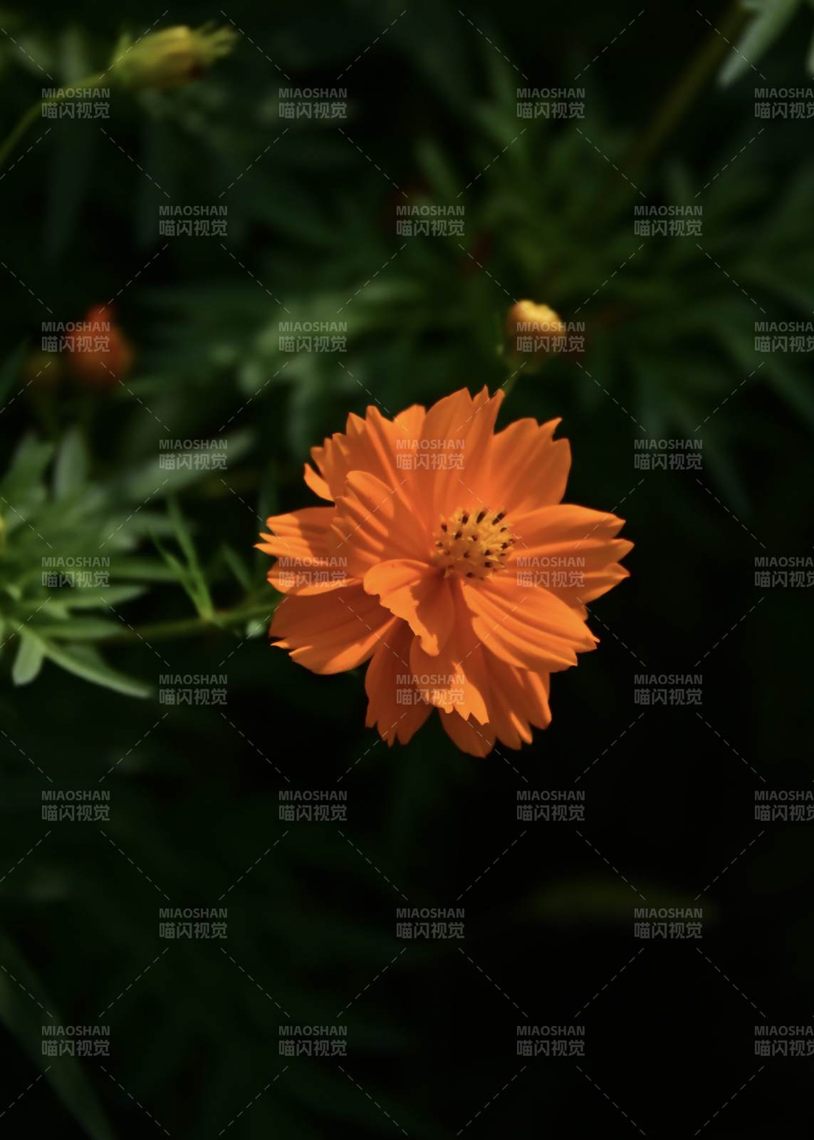 橙色花朵在暗影中綻放