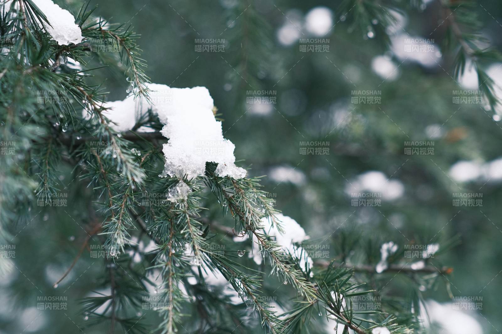 雪落松枝冬日景