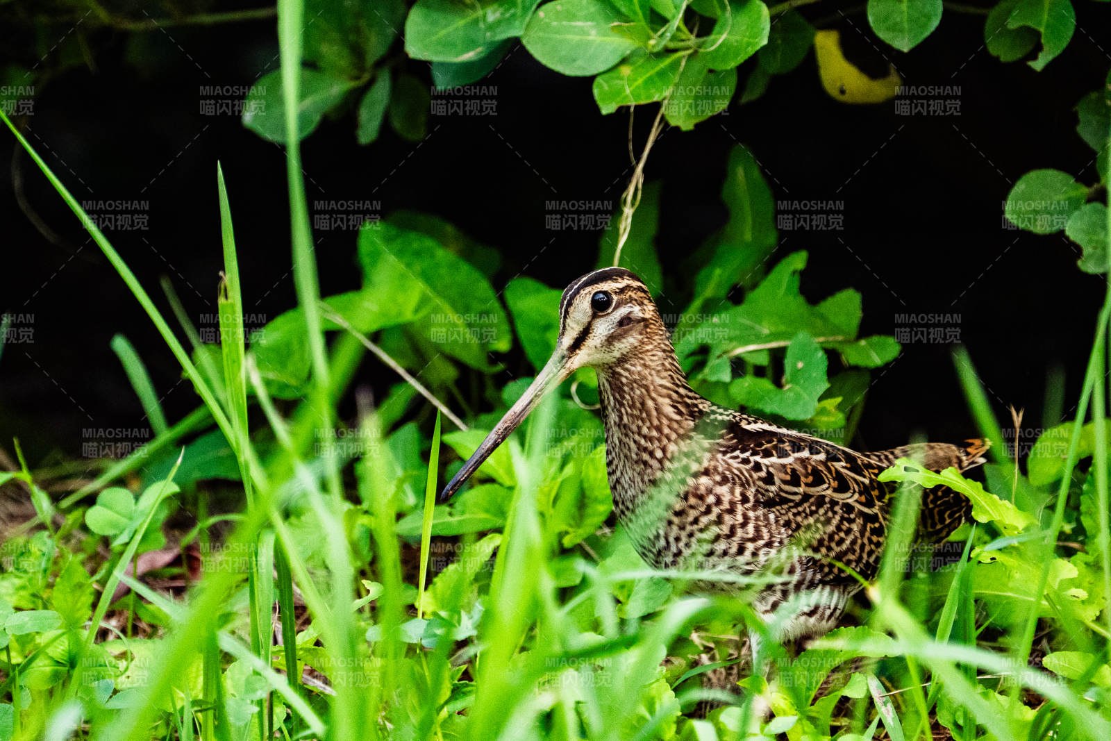 草叢中的鷸鳥