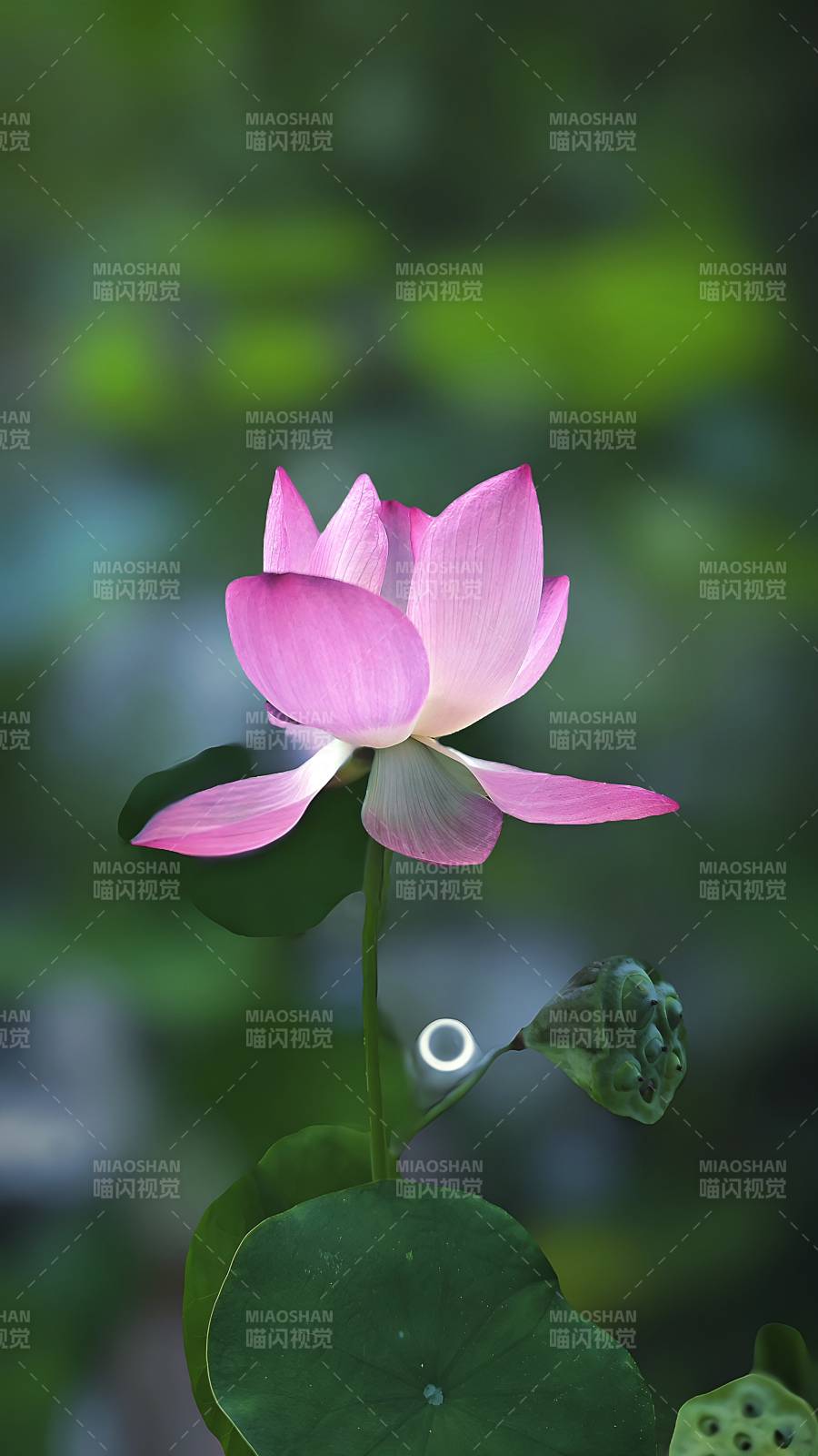 粉蓮靜謐 綠葉相伴