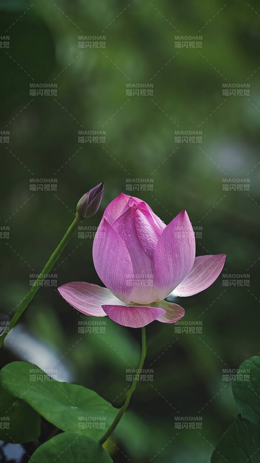粉色蓮花靜謐綻放