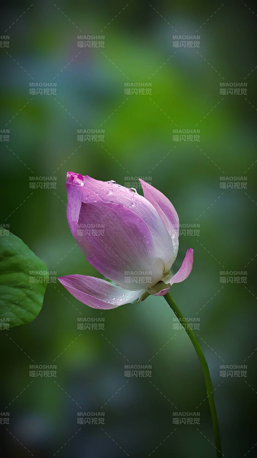 雨后荷花 清新淡雅
