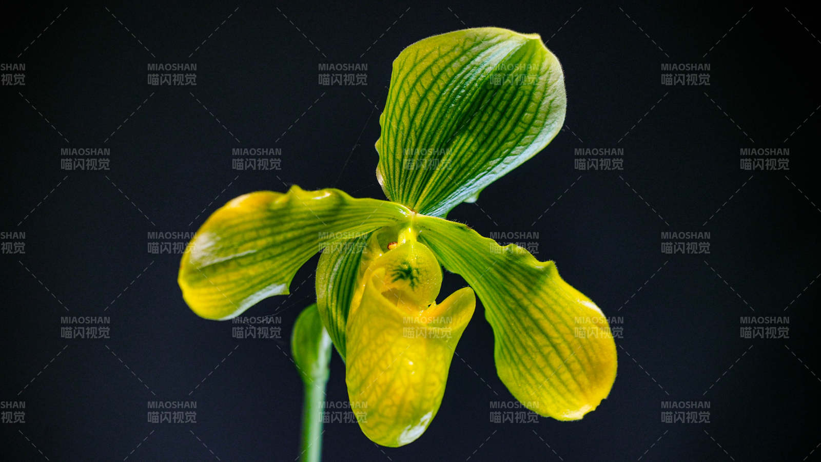 黃色蘭花的優(yōu)雅綻放