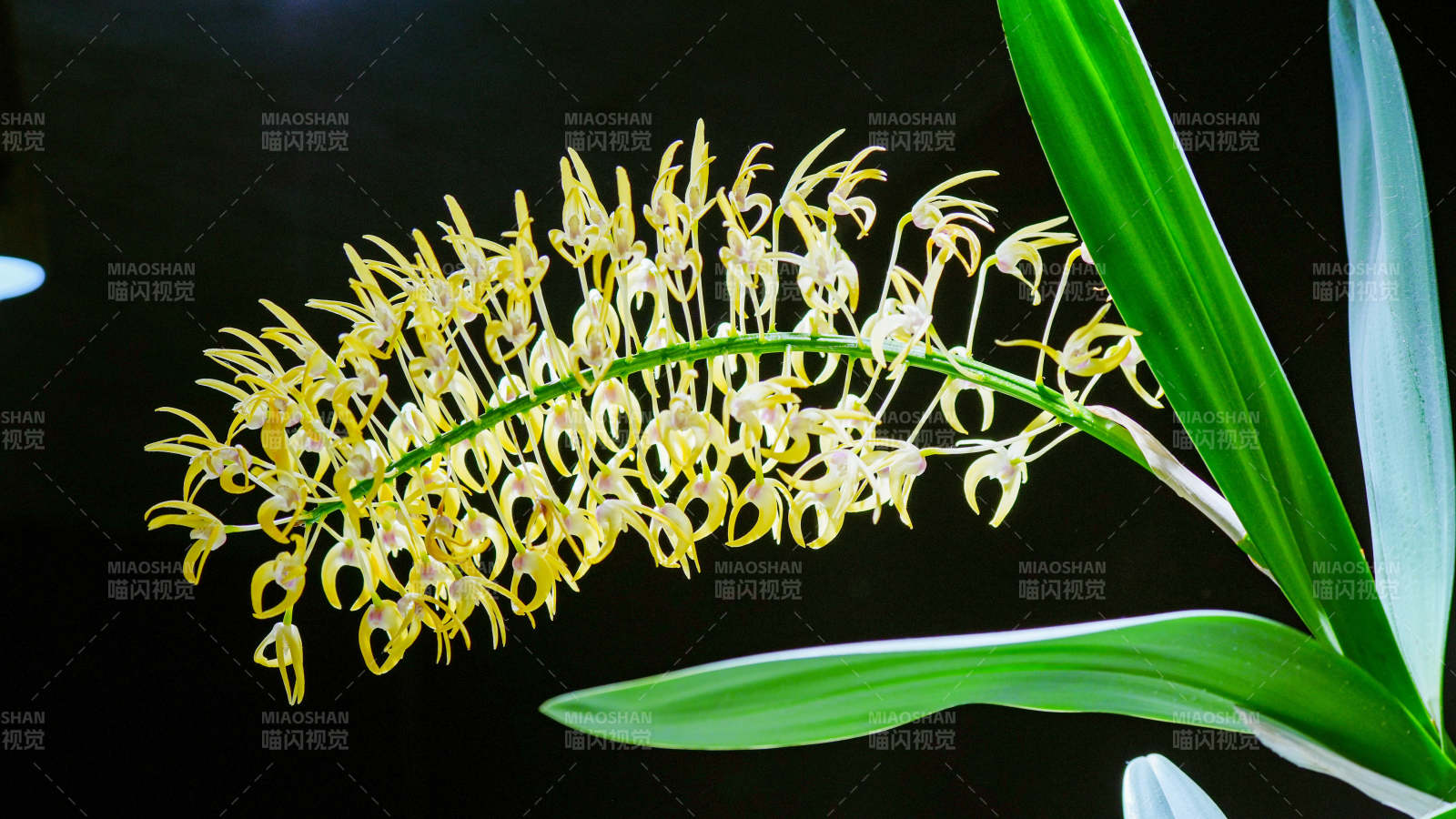 國家植物園溫室黃花蘭的美麗綻放