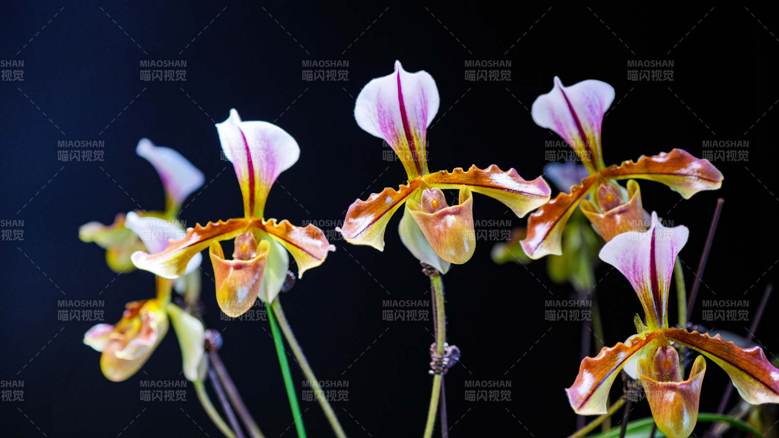 蘭花綻放 色彩斑斕