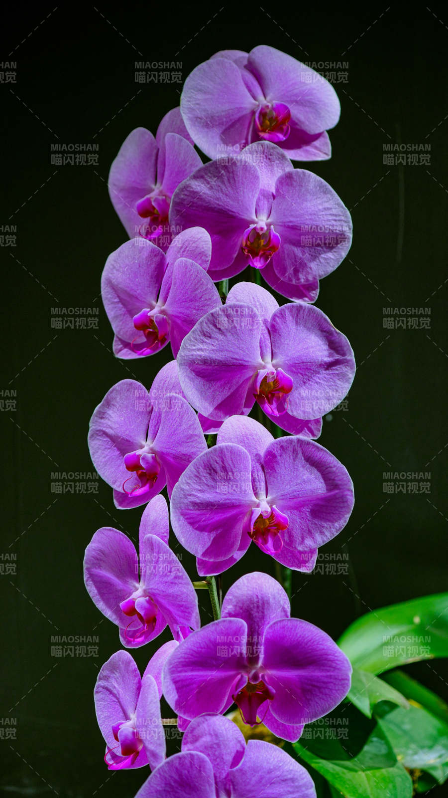 紫色蘭花綻放之美