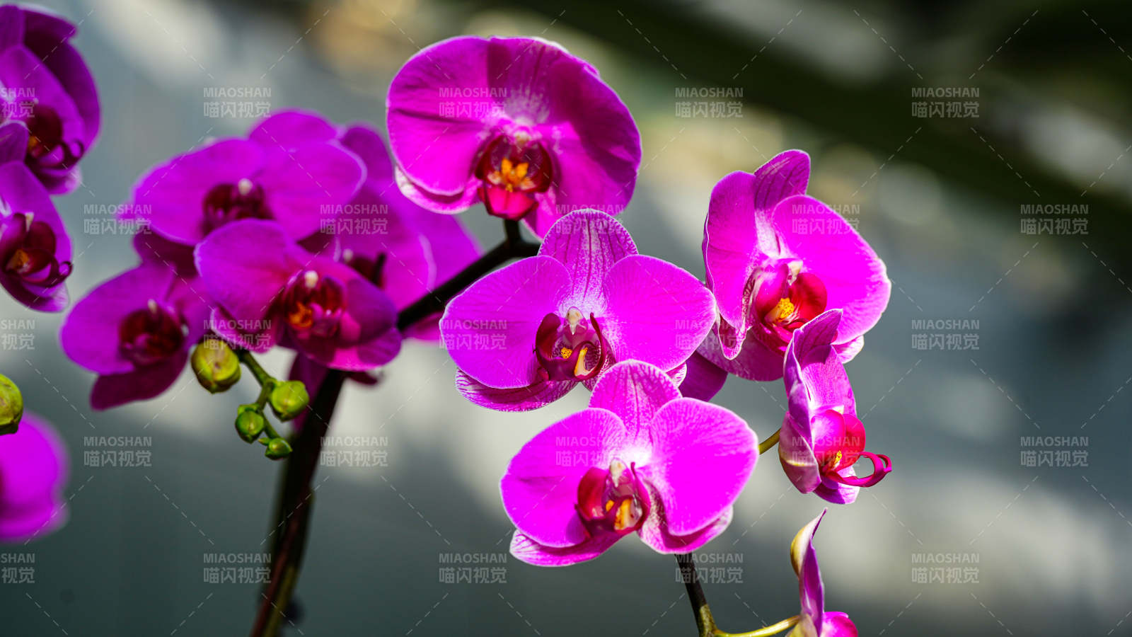 紫色蘭花綻放之美