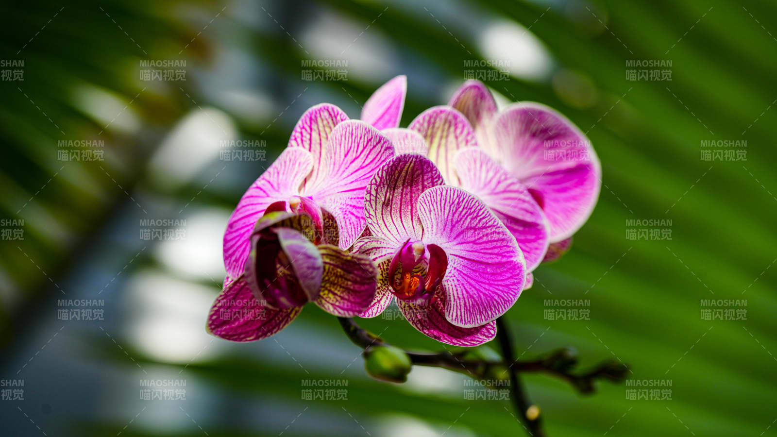 粉色蘭花綻放之美