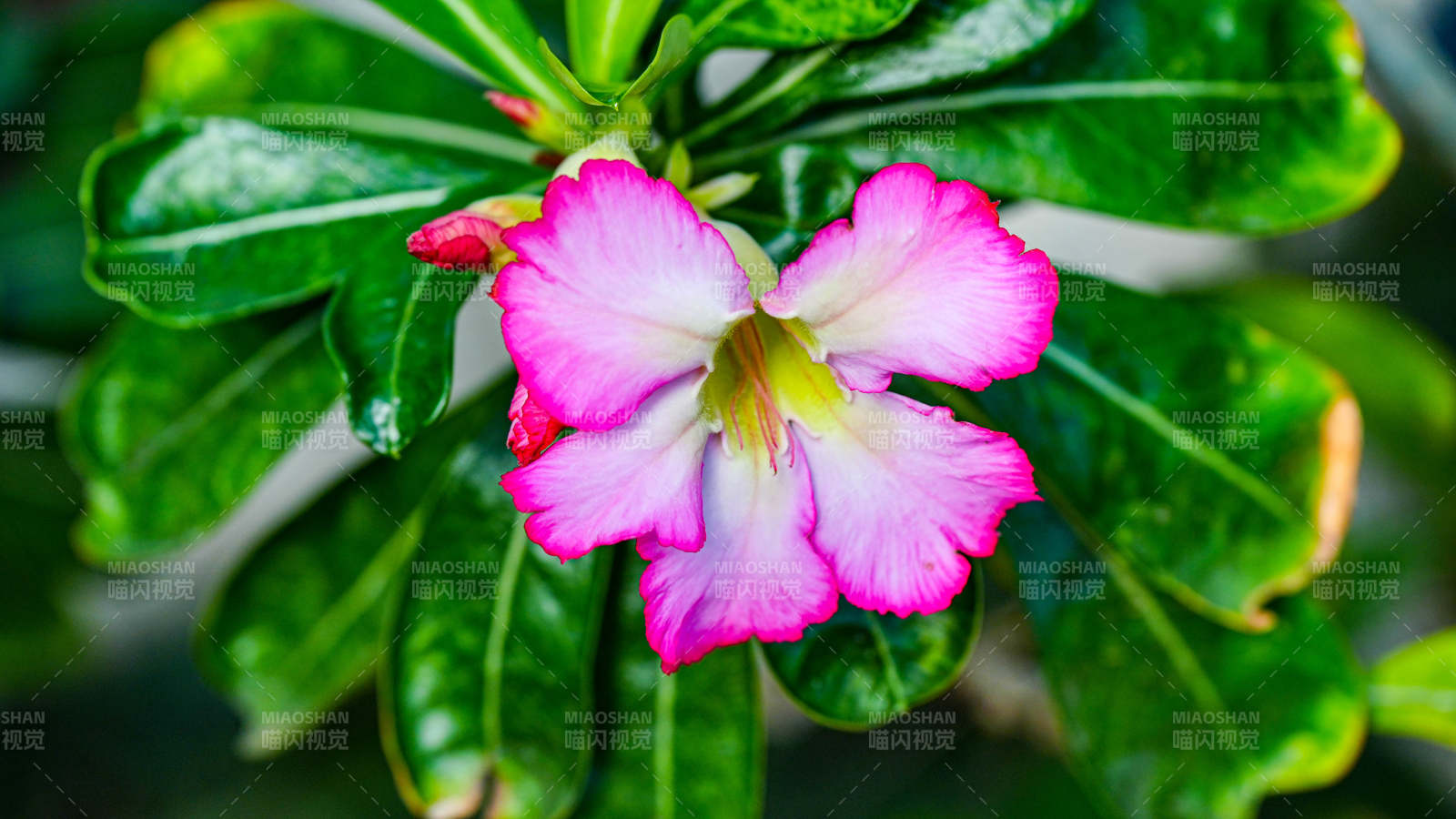 粉色沙漠玫瑰花綻放