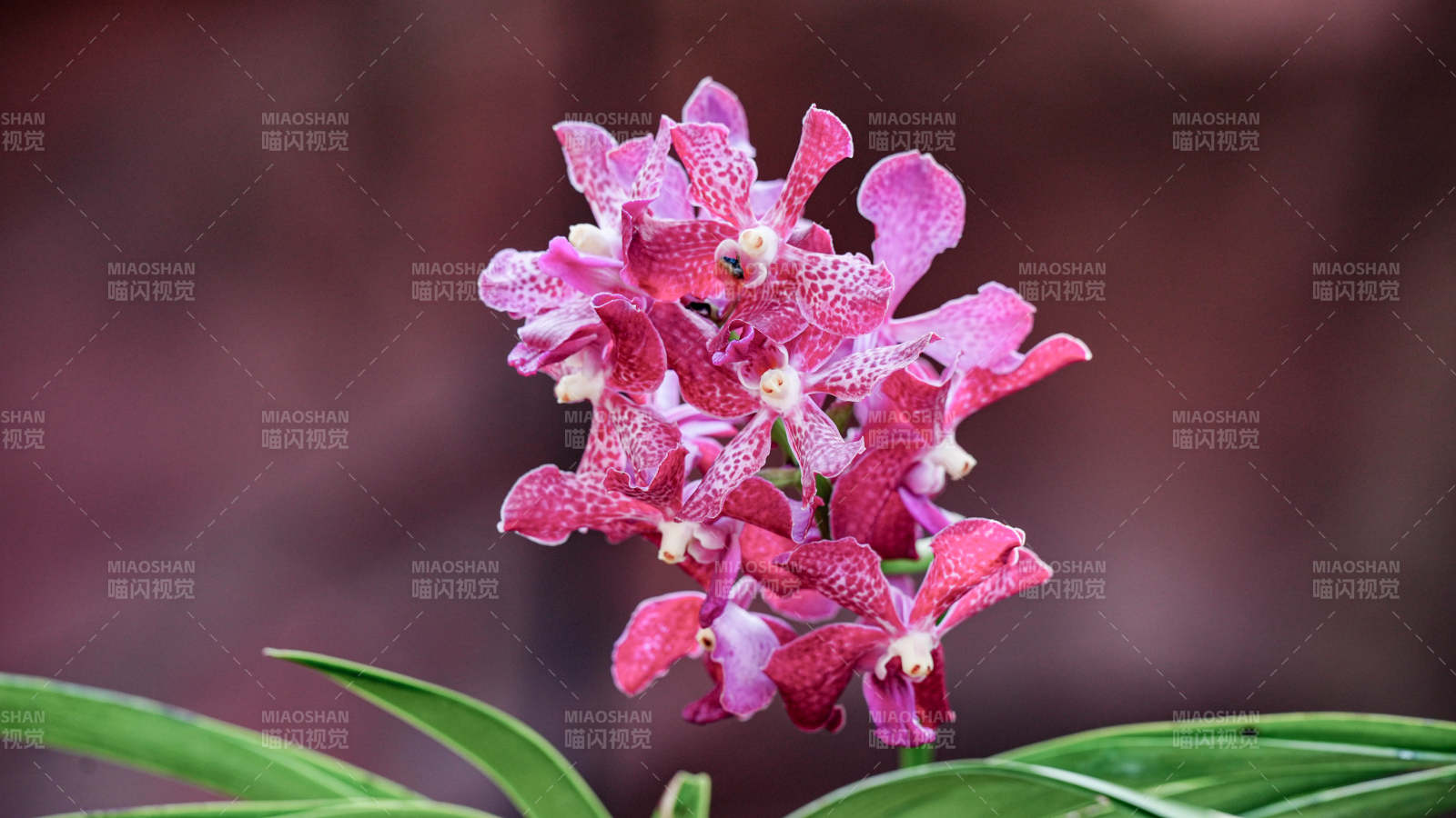 粉色蘭花綻放之美