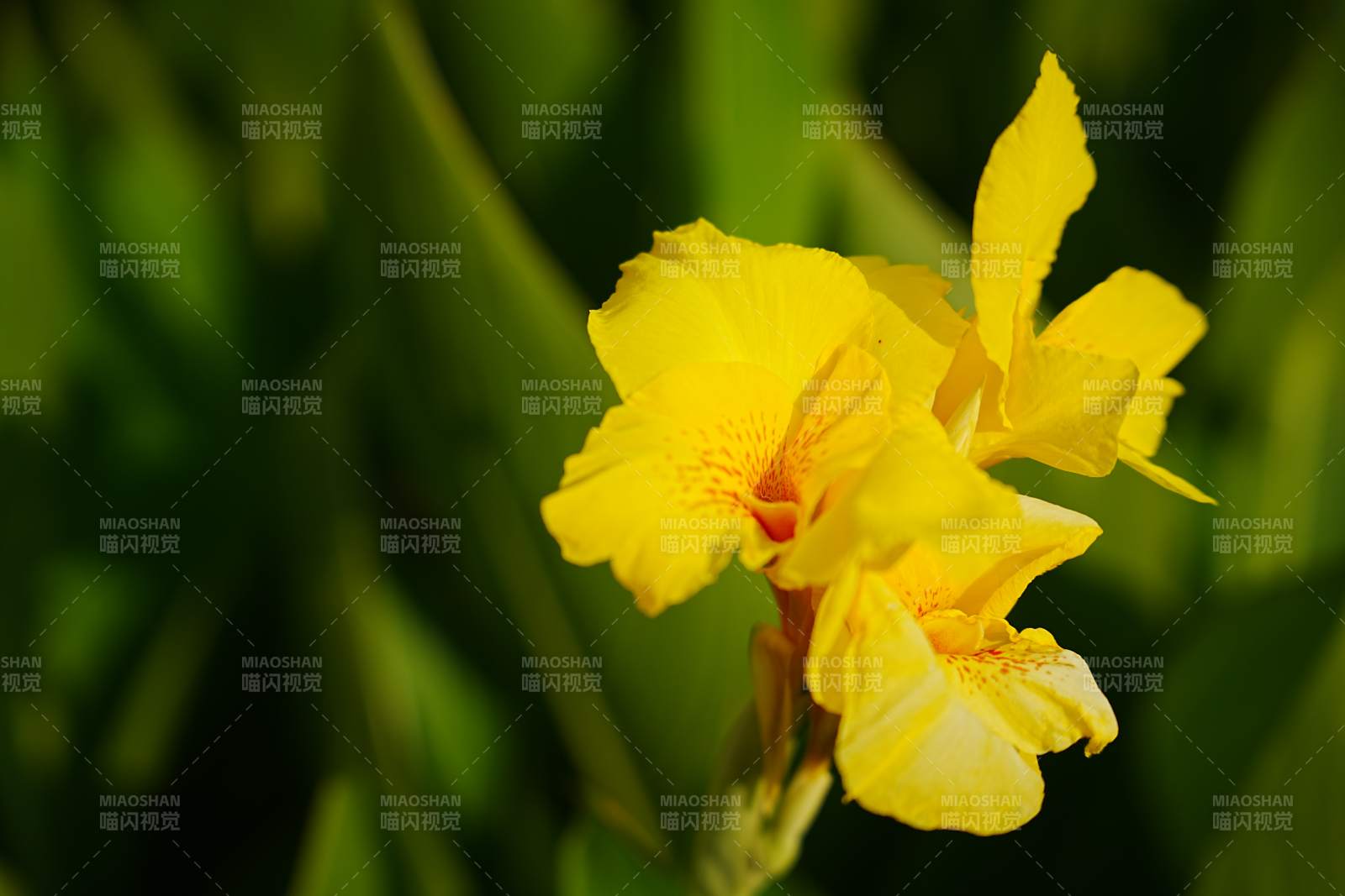 黃色花朵在綠葉中綻放