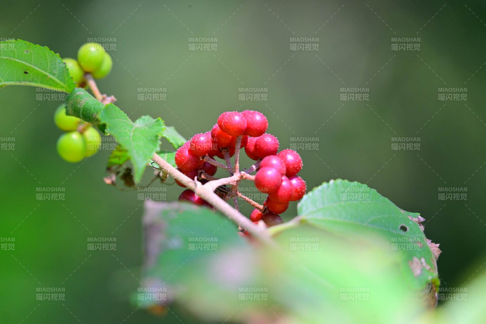 紅綠果實枝頭掛