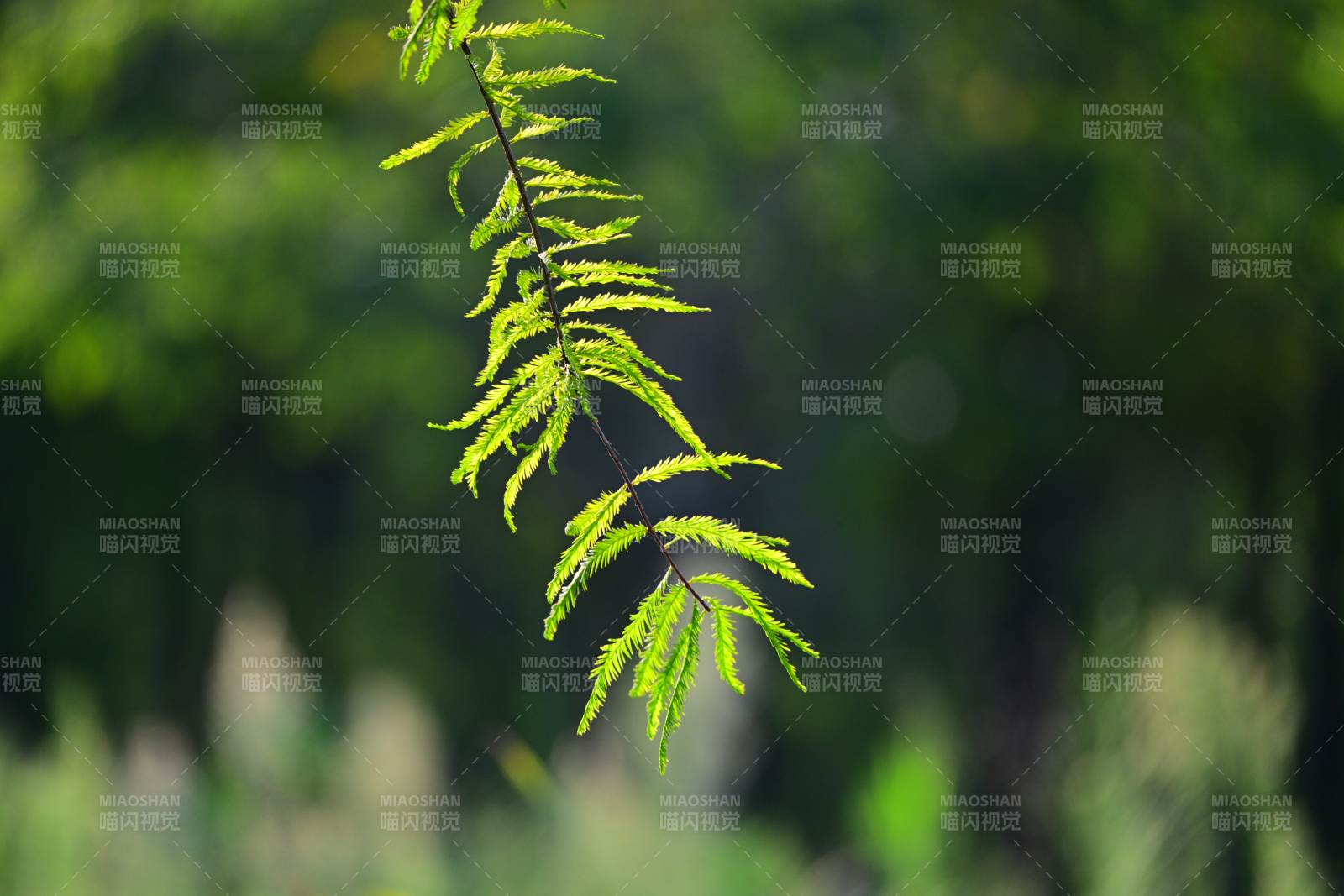 綠葉輕舞 自然之美
