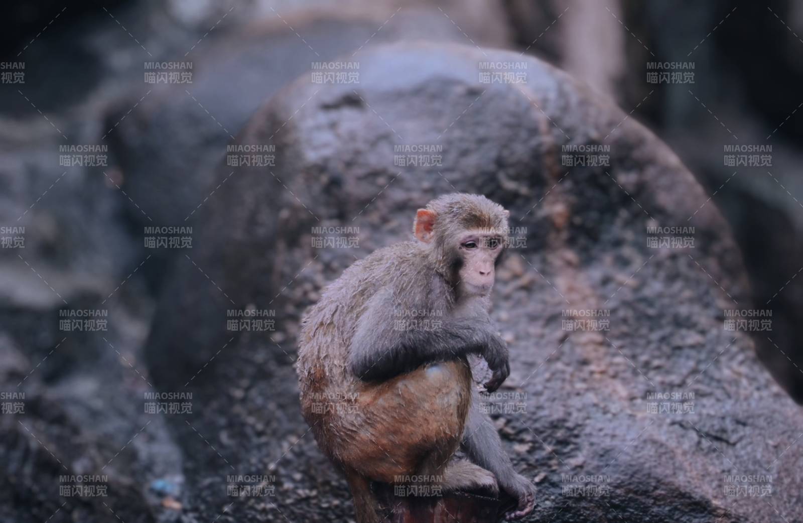 巖石上的猴子