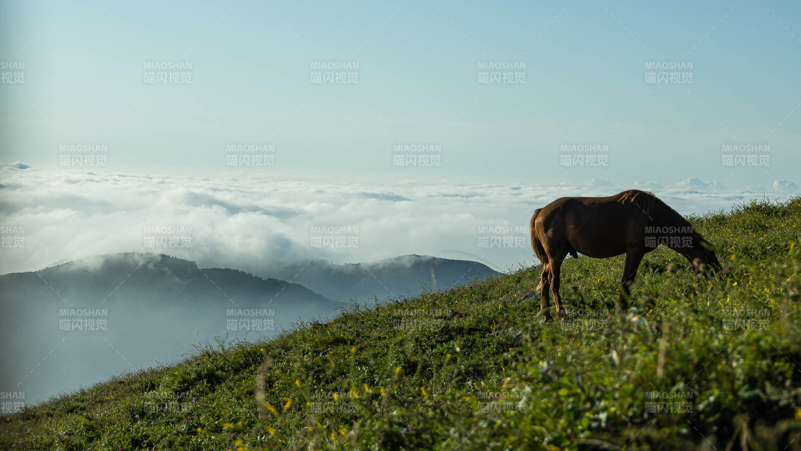 云海之巔 駿馬悠然