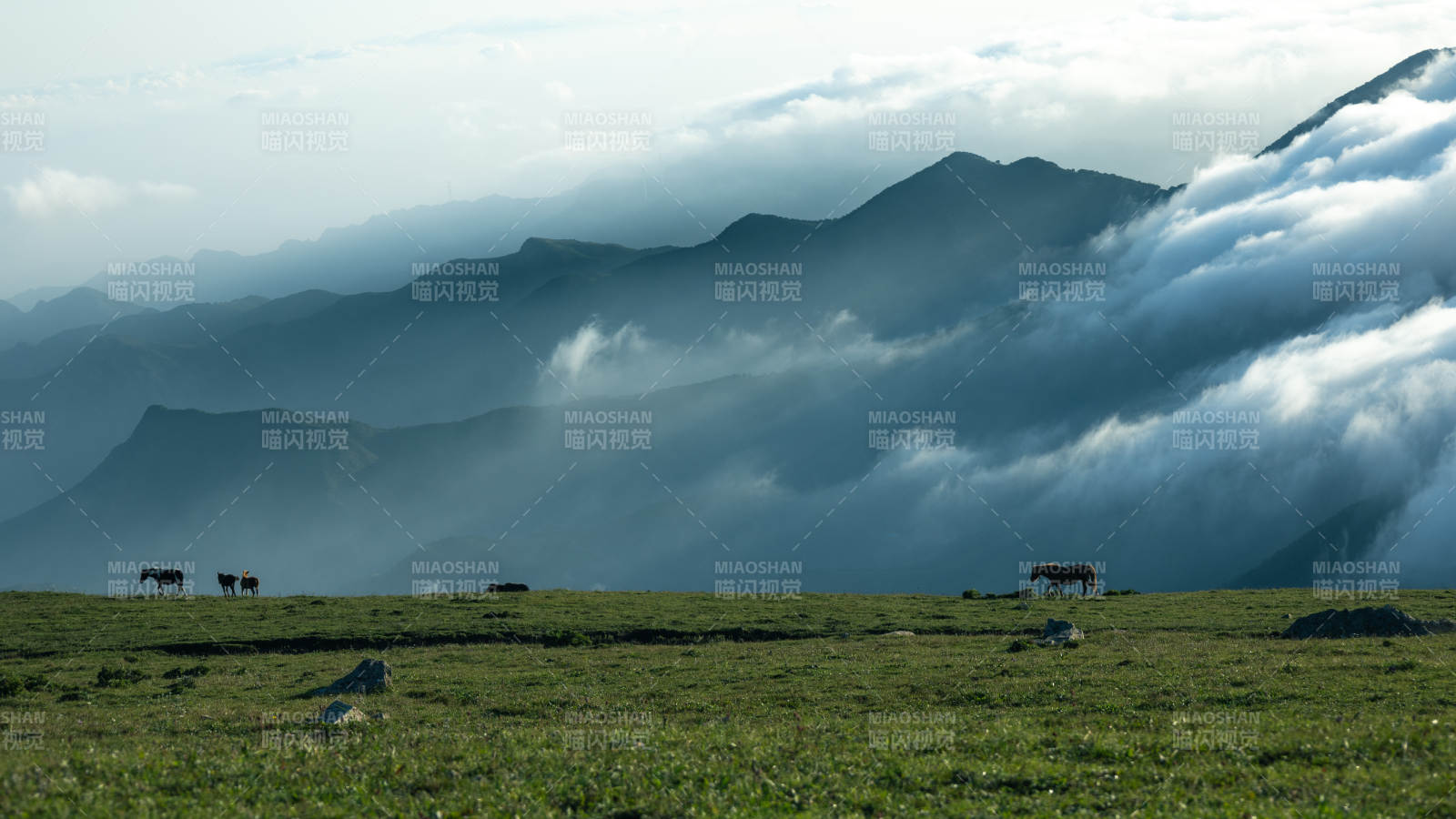 云霧繚繞山間 牛群悠閑 東靈山