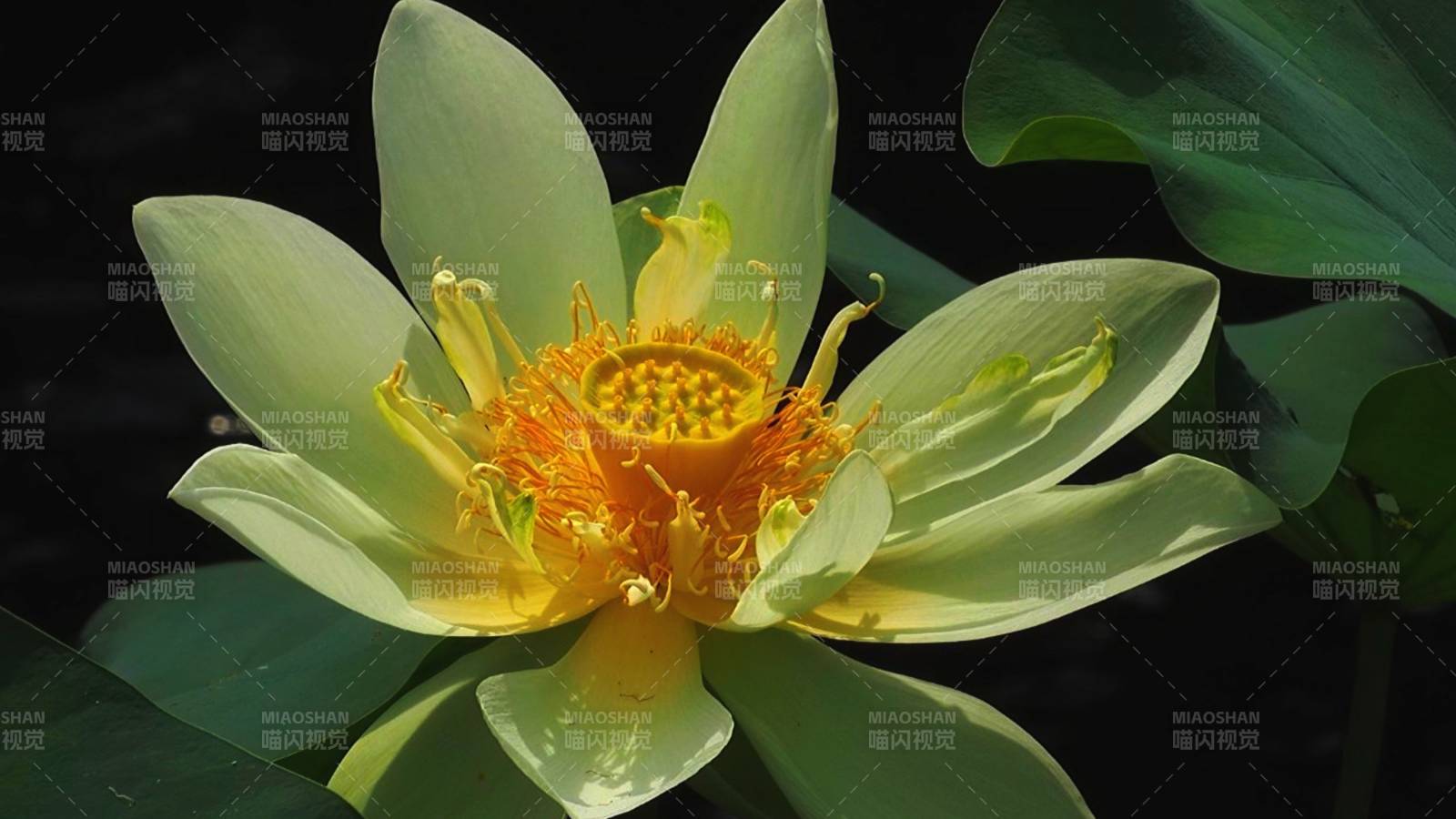 蓮花綻放 清新雅致