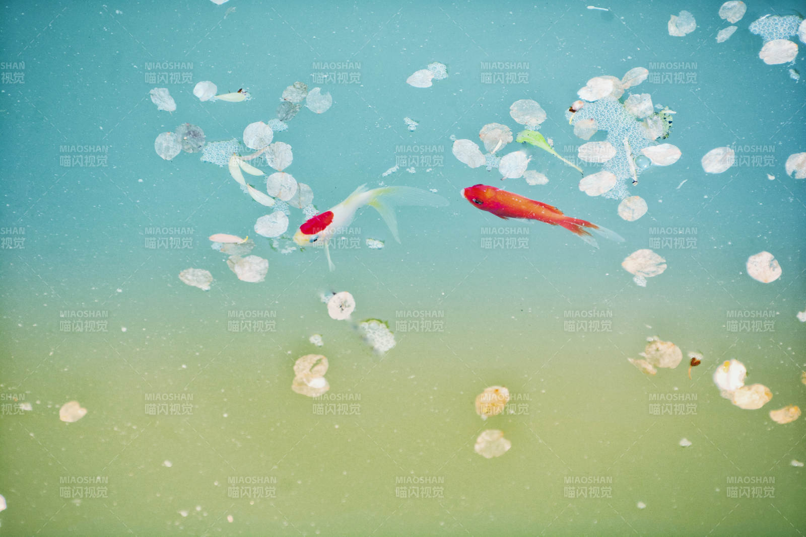 池塘中的金魚與落葉