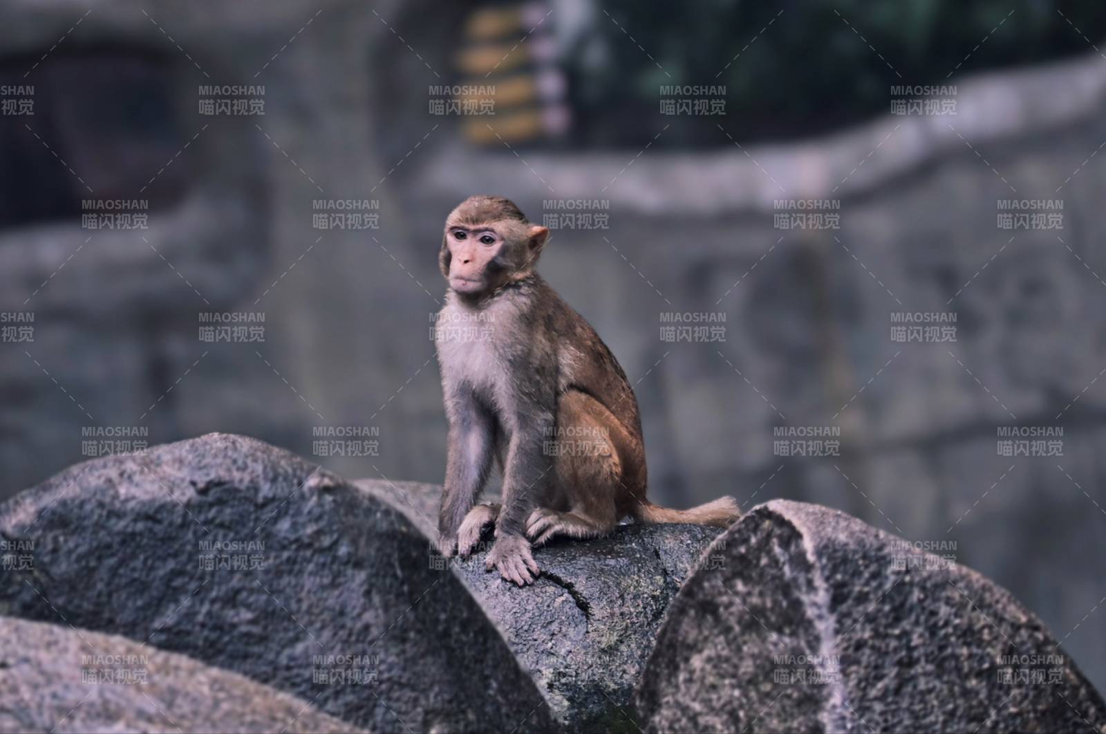 石上靜坐的猴子
