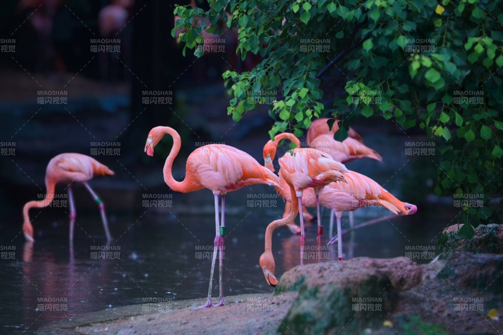 粉紅火烈鳥在水中覓食