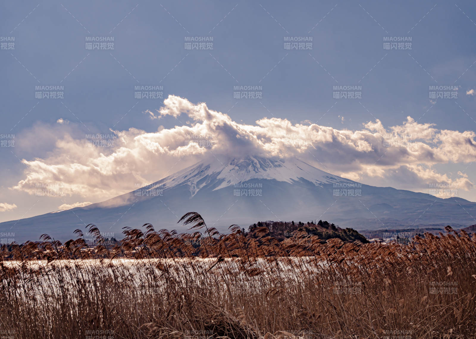 富士山下的蘆葦叢景