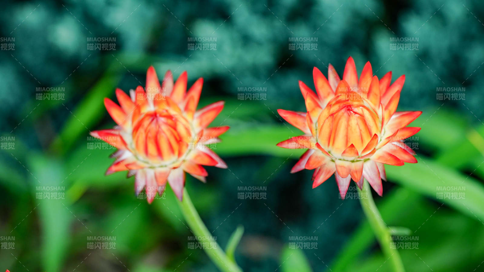 雙生橙紅花 綠葉映襯