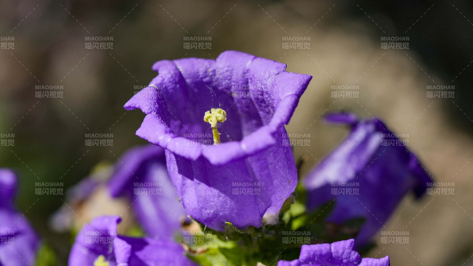 紫色風鈴花的美麗瞬間