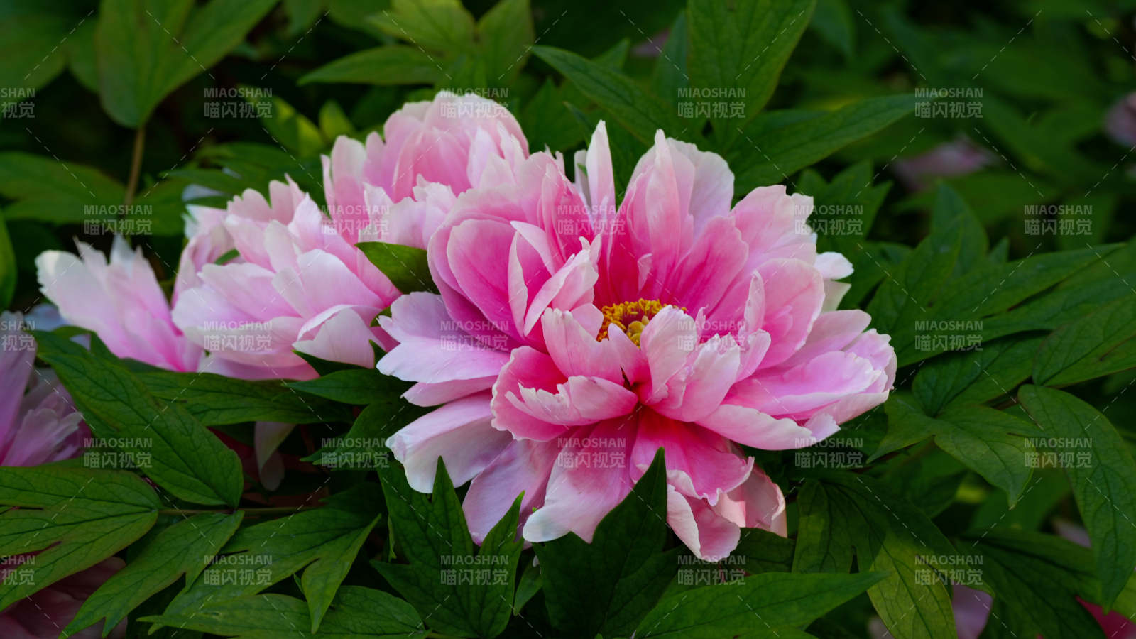 粉色牡丹花綻放于綠葉間