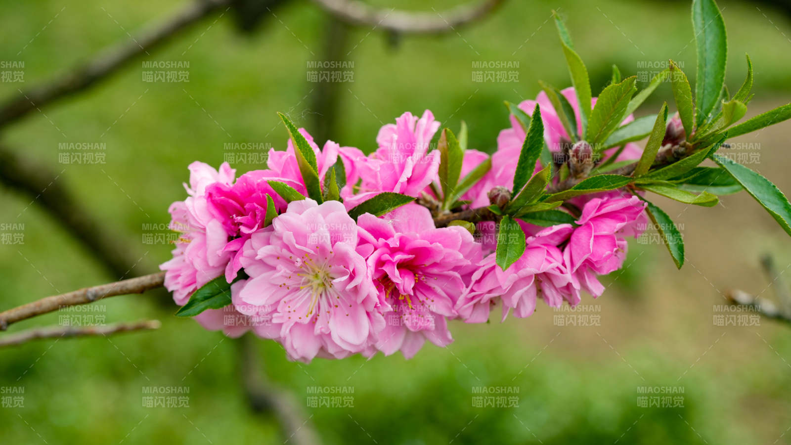 粉色桃花綻放枝頭