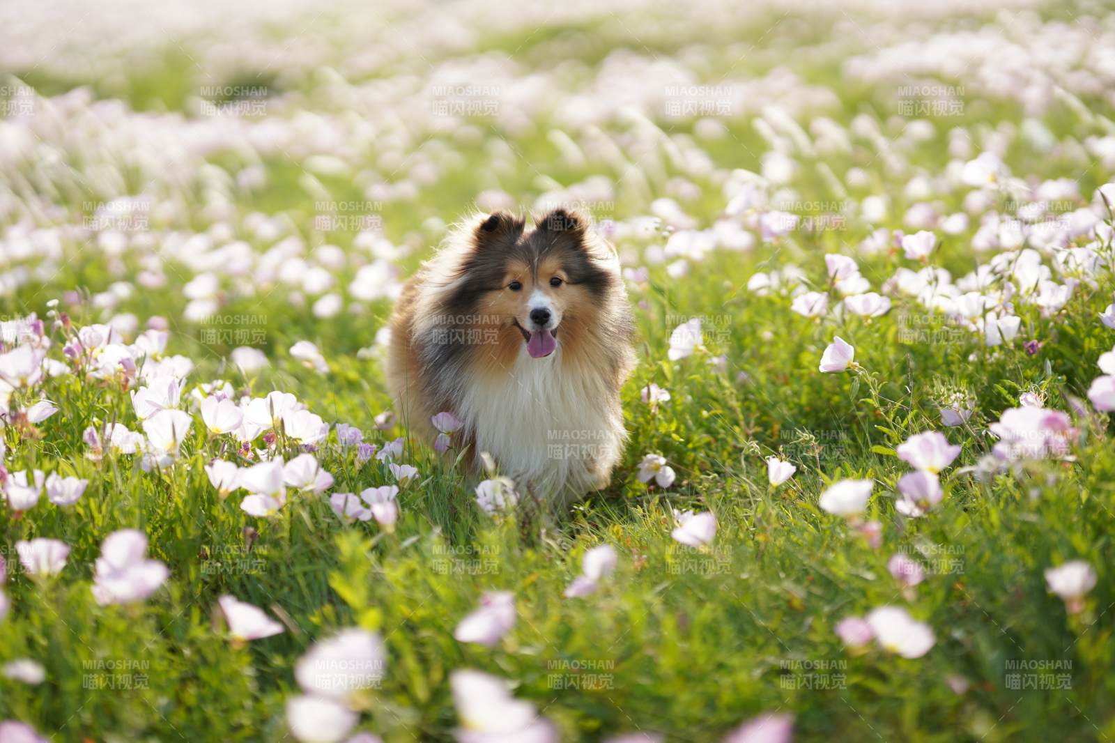 花海中的可愛牧羊犬