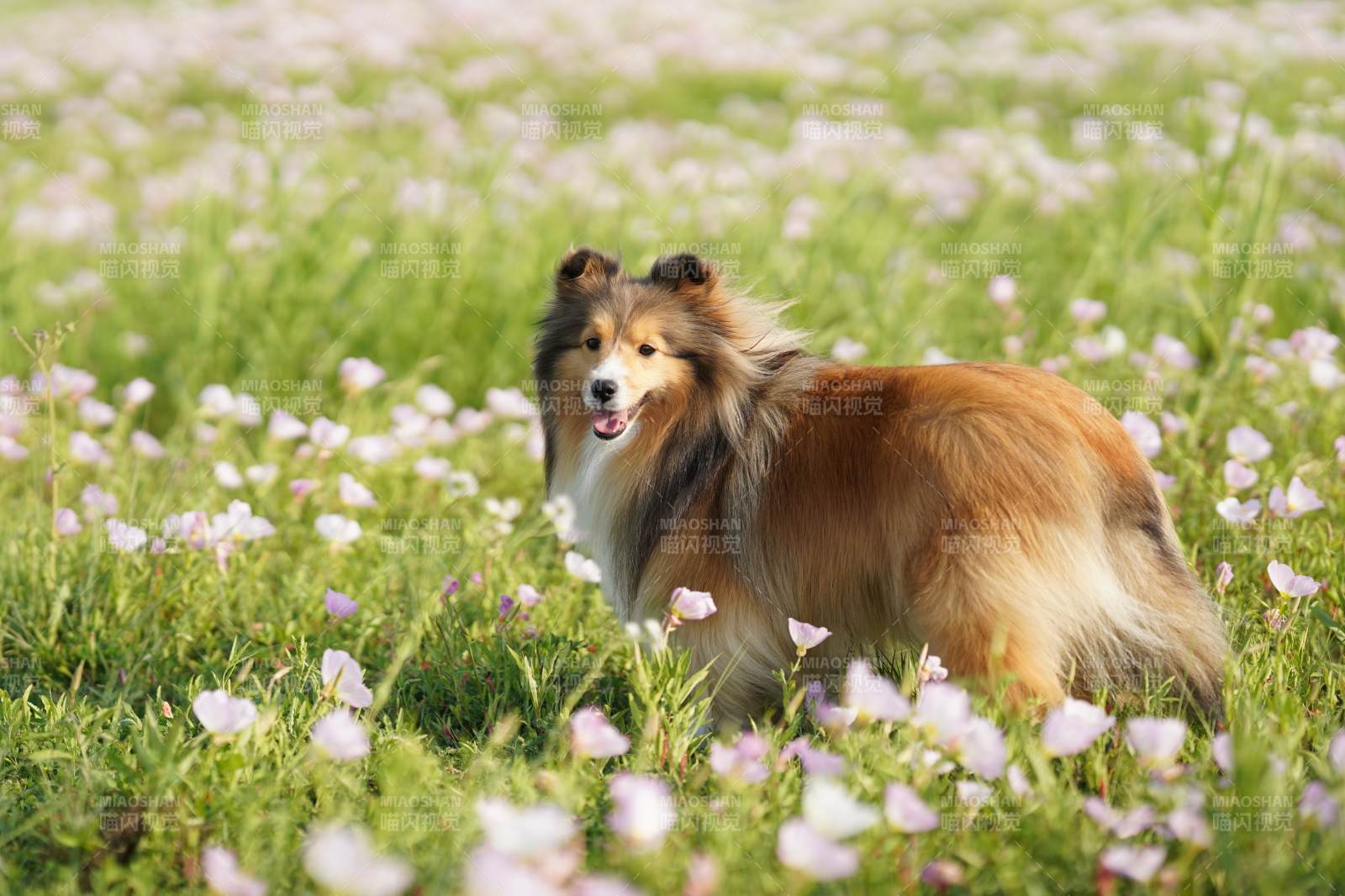 花海中的牧羊犬