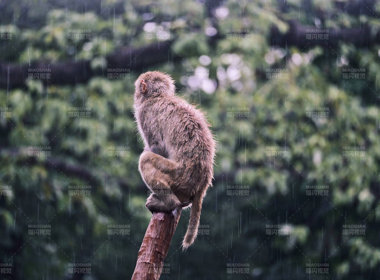 雨中獨坐的猴子