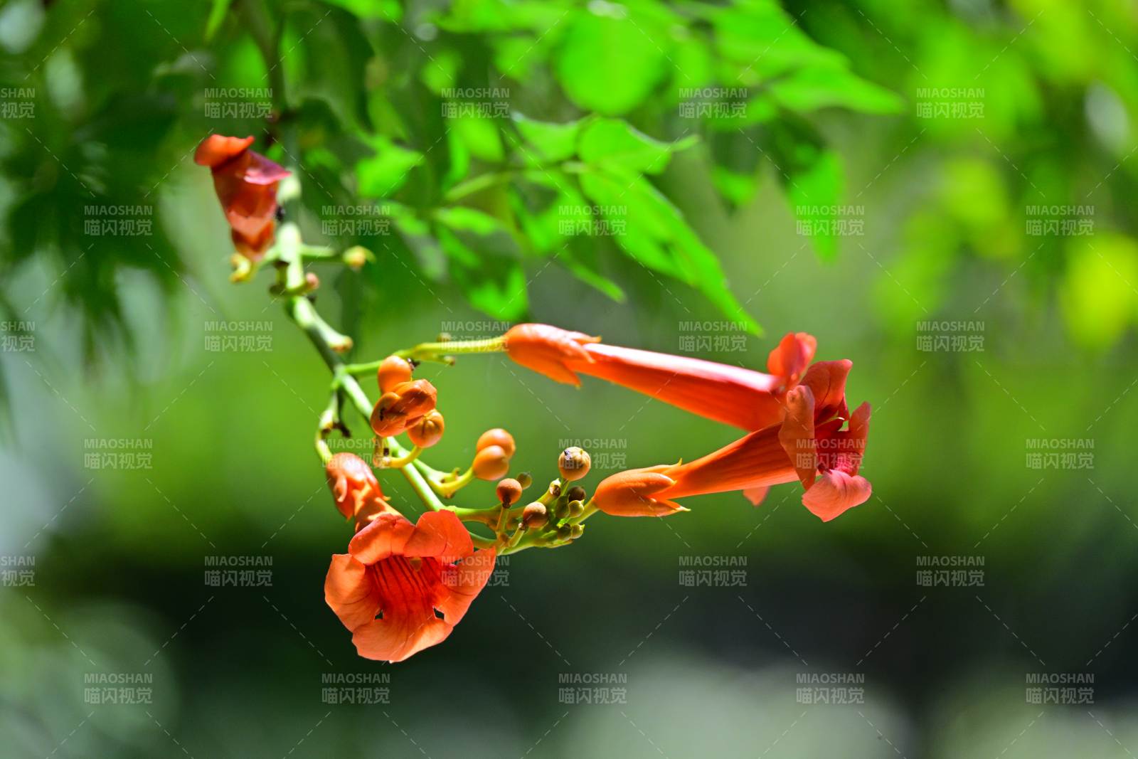 凌霄花綻放枝頭