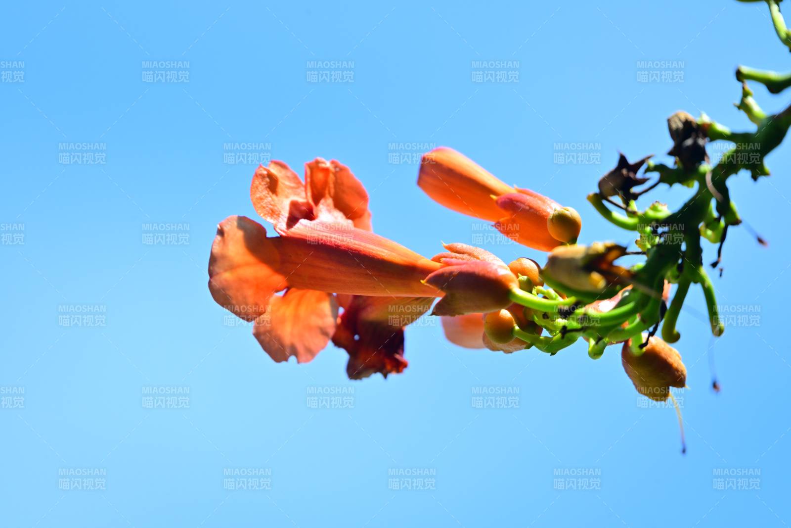 凌霄花在藍(lán)天中綻放