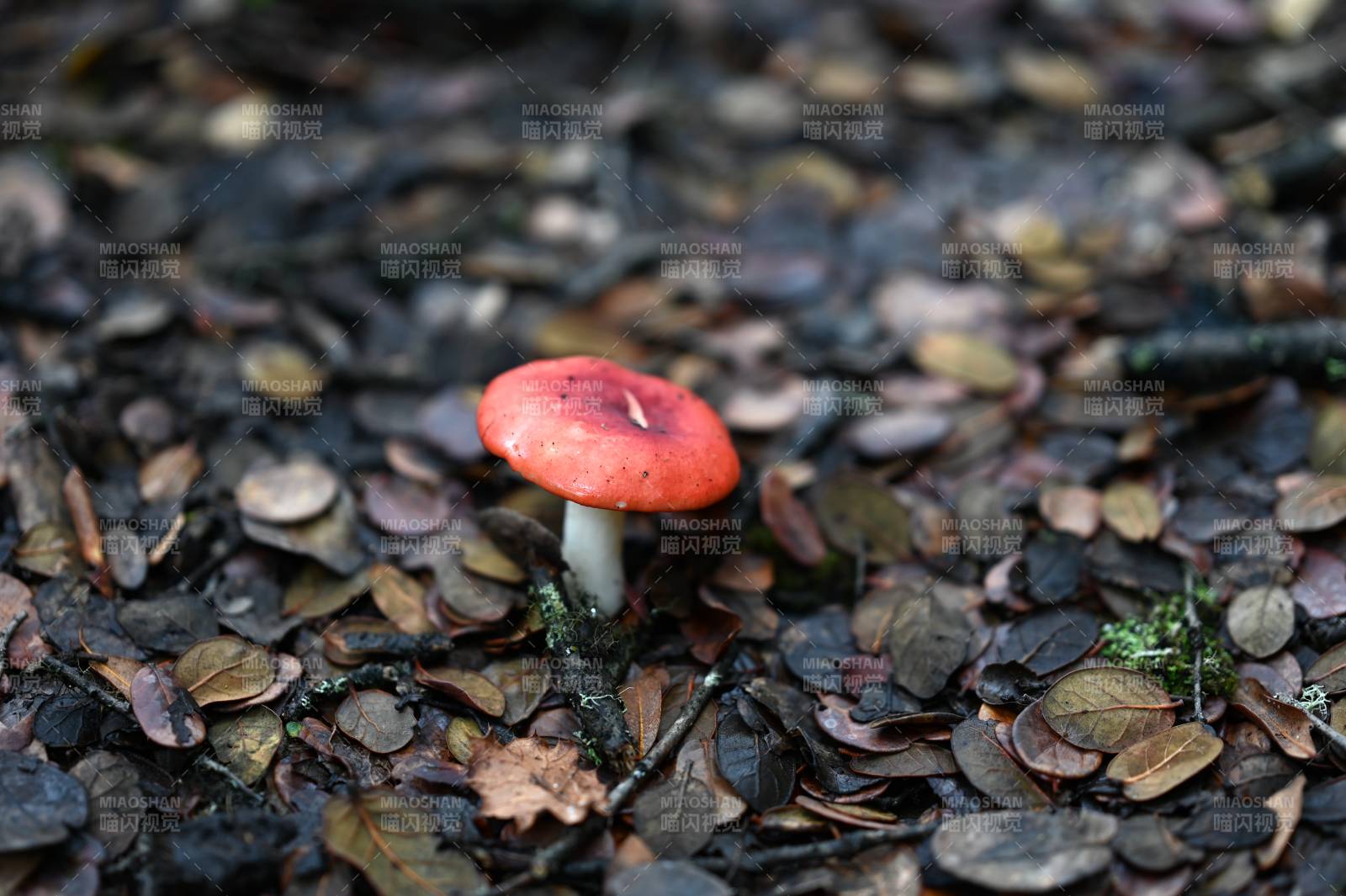 林間紅蘑菇