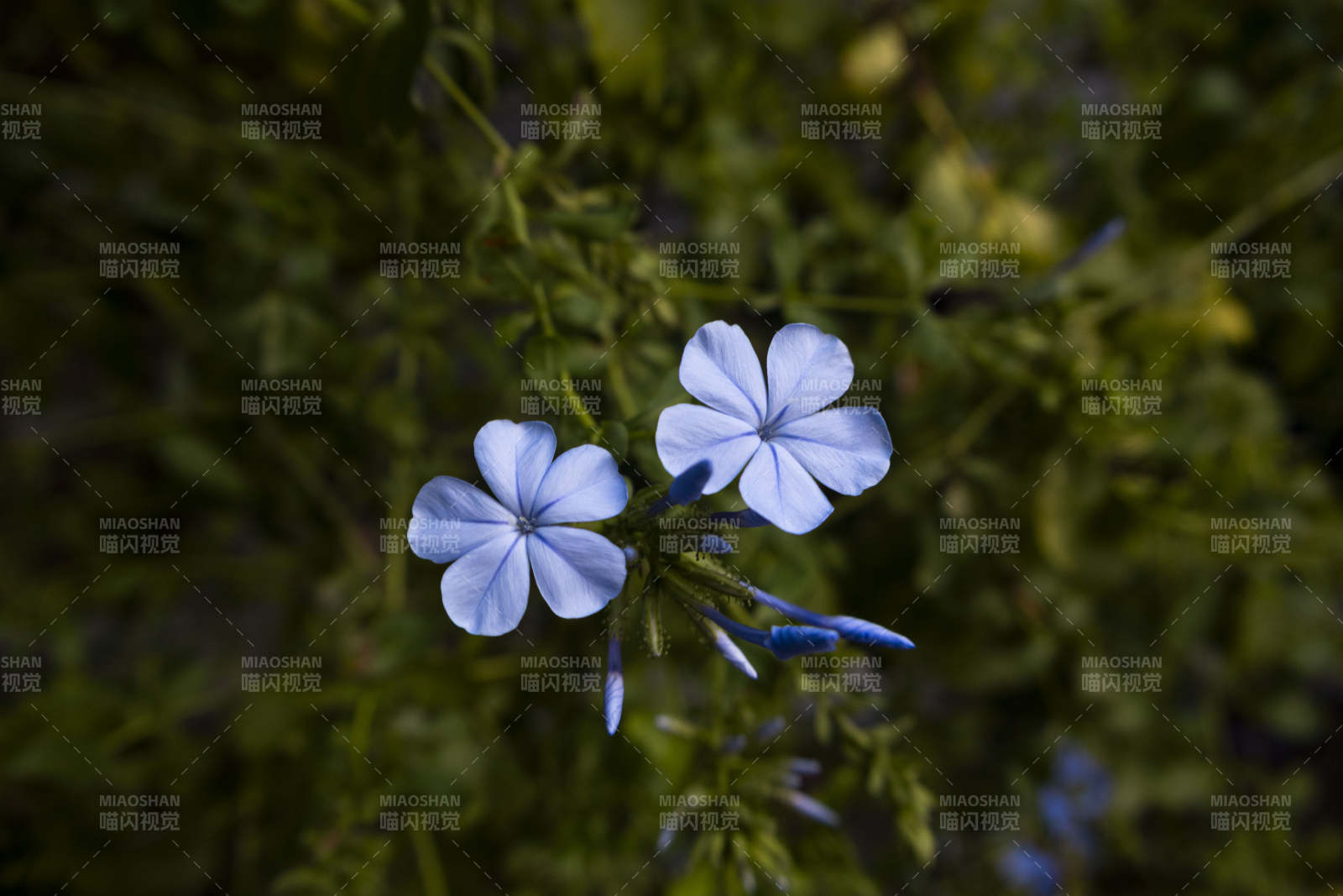 藍花靜謐 綠葉相伴