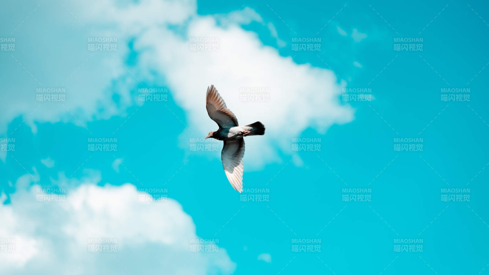 飛翔的鳥兒與藍天白云