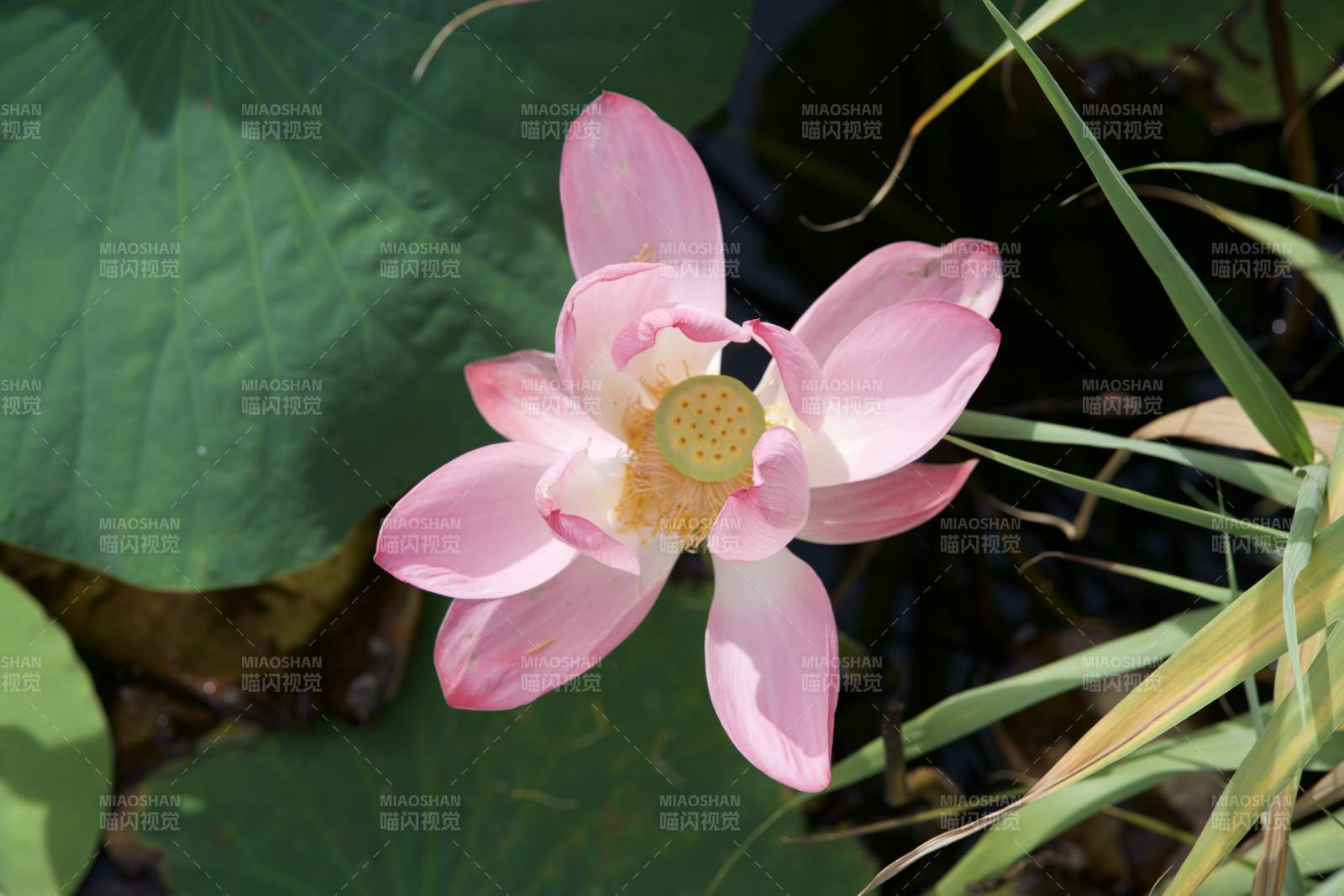 粉色蓮花綻放水中