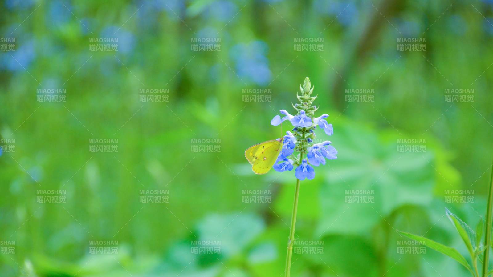 蝴蝶停駐藍花之上