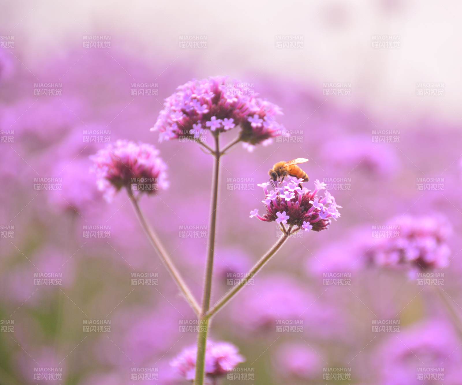 蜜蜂采蜜紫花間