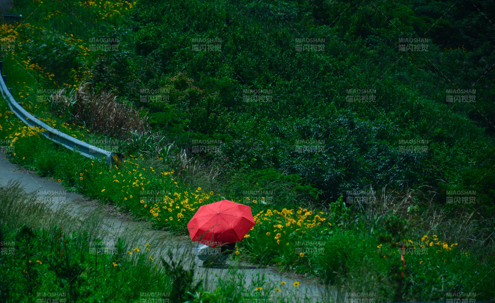 雨中紅傘 綠野小徑