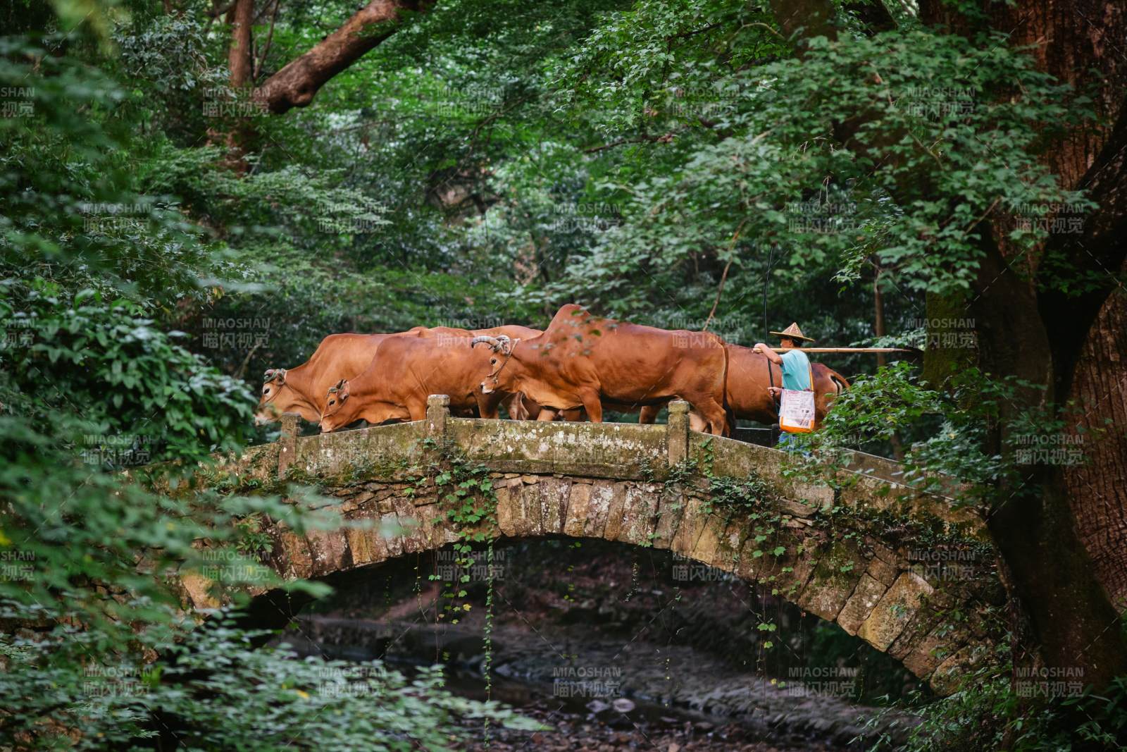 牧牛人與牛群過橋