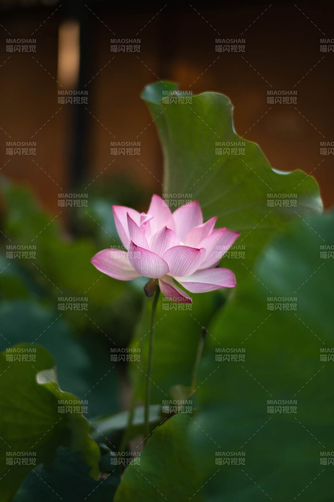 粉蓮靜綻綠葉間