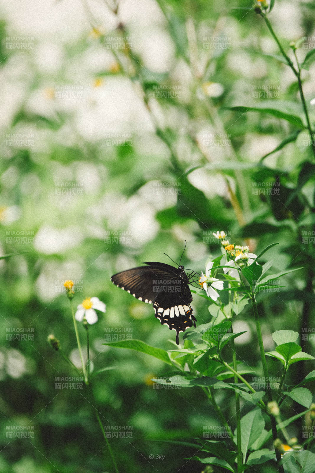 蝴蝶棲息于花叢之中