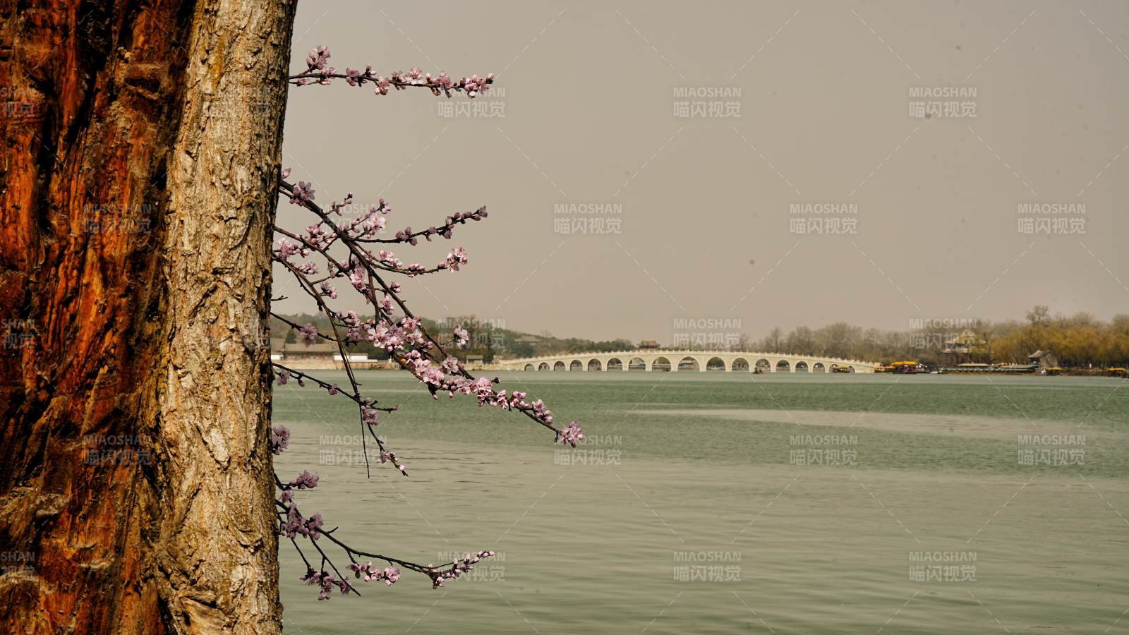 頤和園湖畔春枝映橋影
